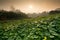 Morning view of Sunset. This scenery surrounded by the forest and group of Elephant ear leaf.