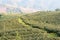 Morning View of Tea Plantation. Landscape of tea plantation at Doi Mae Salong, Chiang Rai, Thailand.