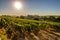 Morning view at wineyards of Saint Emilion - France