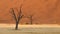 Morning visit of Deadvlei with its multicentenary trees acacias that have dried on site