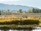 Morning walk of brown grizzly bear near homes. United States Nat