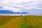 Morning walk on a coastal meadow