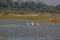 Morning walk three great white pelican