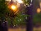 The morning warm sun shines through pine needles with drops of dew forest nature