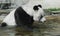 Morning Water procedures of Giant panda Ailuropoda melanoleuca