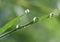 Morning waterdrops on a grass leaves