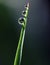 Morning waterdrops on a grass leaves