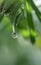 Morning waterdrops on a grass leaves