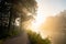 Morning Whisper: Dawn's Light Through Misty Veil