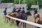 Morning Workouts at Saratoga