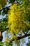 Morning,yellow Cassia fistula flower bouquet on tree,blue sky and white cloud background