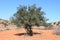 Moroccan Argantree