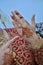 A Moroccan bride puts an Arab henna on her hands.