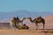 Moroccan camels