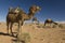 Moroccan camels in the desert