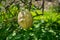 Moroccan citron Etrog growing at moshav`s greenhouse