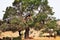 Moroccan goats in an Argan tree (Argania spinosa) eating Argan n
