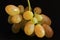 Moroccan green grapes in light box