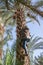 Moroccan man climbing a palm tree and collecting dates