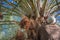 Moroccan man climbing a palm tree and collecting dates