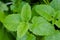 Moroccan mint tea plant green goodness organic gardening