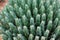 Moroccan Mound Cactus plant