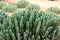 Moroccan Mound Cactus plant