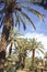 Moroccan palm grove