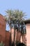 Moroccan palms