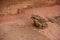 Moroccan Spadefoot Toad