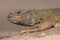 Moroccan spiny-tailed lizard Uromastyx acanthinura