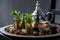 Moroccan tea with mint in traditional glasses, teapot and sugar