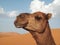 Morocco. Africa. Camel in the Sahara Desert chilling in the sun, beatiful sand dunes and blue sky