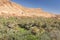 Morocco, Ait Ijjou by Tinghir, Oasis, Date Palm Orchard, Mountains