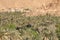 Morocco, Ait Ijjou by Tinghir, Oasis, Date Palm Orchard, Mountains