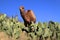 Morocco. Camel in cactus field.