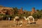 Morocco. Camels in front of the village of Ait Benhaddou