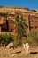 Morocco. Camels in front of the village of Ait Benhaddou