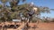 Morocco, Essaouira - October 2019: Group of tree climbing goats eating leaves from the branches of the Argan tree. Local