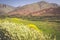 Morocco, High Atlas Mountains, Agricultural land on the fertile