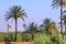 Morocco, Marrakesh: palm trees