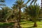Morocco. Merzouga. Palm grove