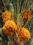 Morocco, organic dates on palm tree