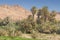 Morocco, Tinghir, Oasis, Date Palm Orchard