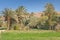 Morocco, Tinghir, Oasis, Date Palm Orchard, Mountains