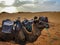 Morocco two camel in merzouga