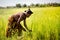 MORONDAVA-MADAGASCAR-OCTOBER-7-2017:Madagascar, Africa,Woman worker harvesting   rice field in the morning scene at Morondava town