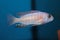 Morph of zebra mbuna (Pseudotropheus zebra) aquarium fish