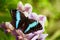 Morpho achilles, big black blue butterfly sitting on the pink violet orchid in the nature habitat, tropic jungle forest in