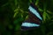 Morpho achilles, Insect on flower bloom in the nature habitat. a butterfly in Ecuador. Wildlife nature. Tropic butterfly in the